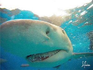Very active Lemon Sharks found near the surface at Tiger ... by Steven Anderson 